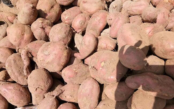 紅薯渣烘干設備怎么選擇合適 紅薯渣烘干設備怎么選擇合適